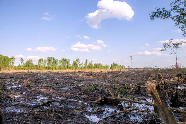 Hadapi Kerusakan Lingkungan, WWF Perkenalkan Para Warrior