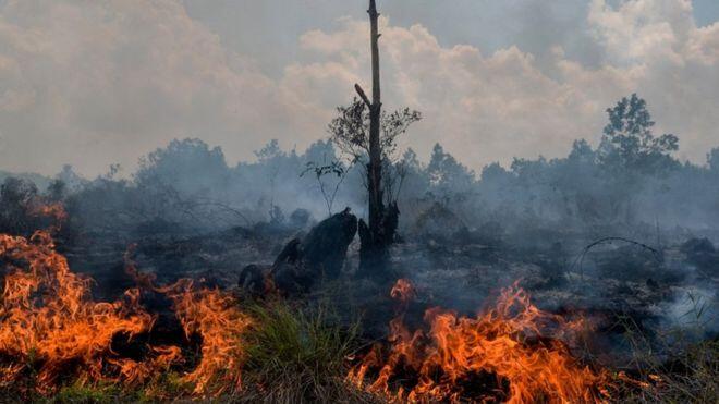 Hadapi Kerusakan Lingkungan, WWF Perkenalkan Para Warrior