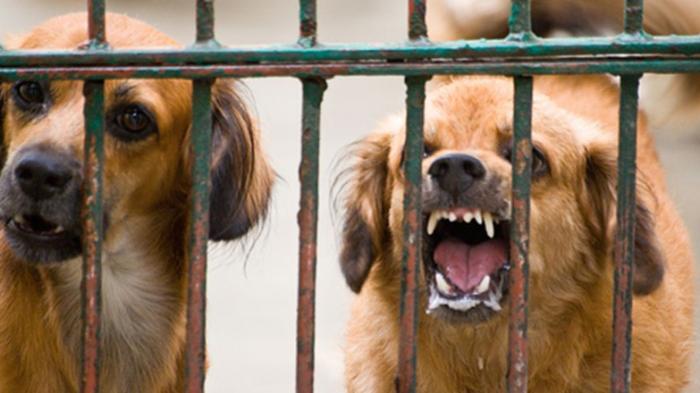 Seorang PRT Tewas Diterkam Anjing Milik Majikannya, Alami Luka di Bagian Vital