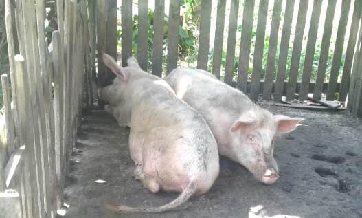 Taukah Anda Di Banjarbaru Ada Peternakan Babi Yang Di Duga Kebal Hukum
