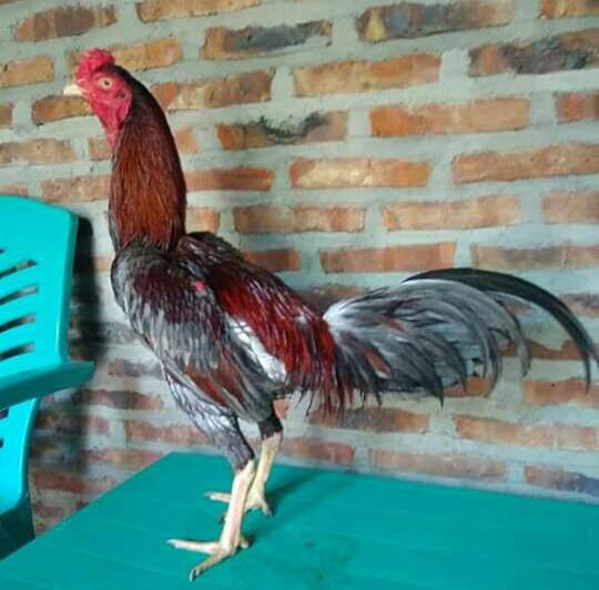 Ciri Khas Ayam Aduan Jenis Magon Saat Bertarung