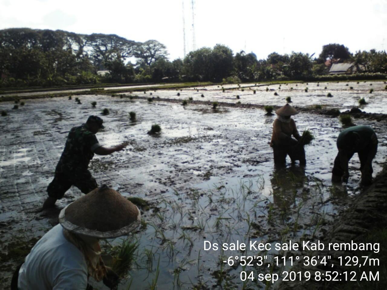 Babinsa Sale Ikut Bantu Tanam Padi Disawah