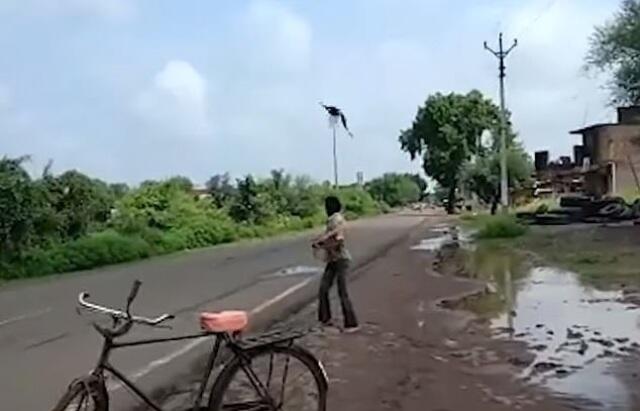 Salah Paham, Burung Gagak Ini Selalu Menyerang Pemuda India Tiap Hari Selama 3 Tahun