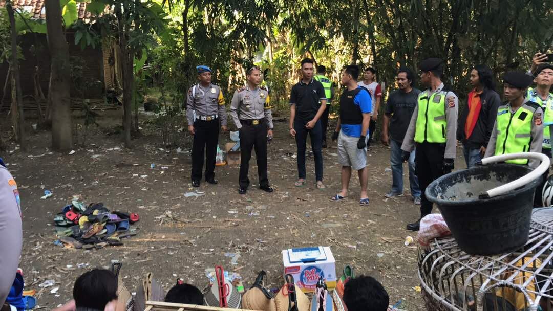Komunitas Penghoby Ayam Petarung, Selalu Diobarik-Abrik Polisi (Jangan Ditiru)