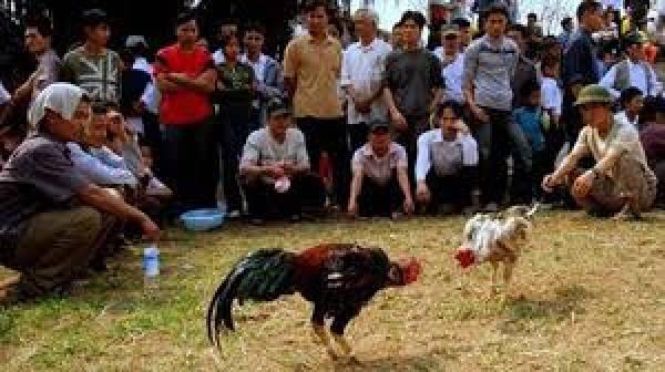 Komunitas Penghoby Ayam Petarung, Selalu Diobarik-Abrik Polisi (Jangan Ditiru)