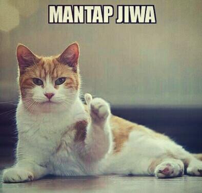 Viral Pemuda Memberikan Makanan dan Obat Ke Puluhan Kucing Jalanan