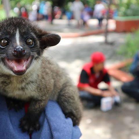 Gak Bakal Nyesel, Pelihara Musang Yuk, Gan!