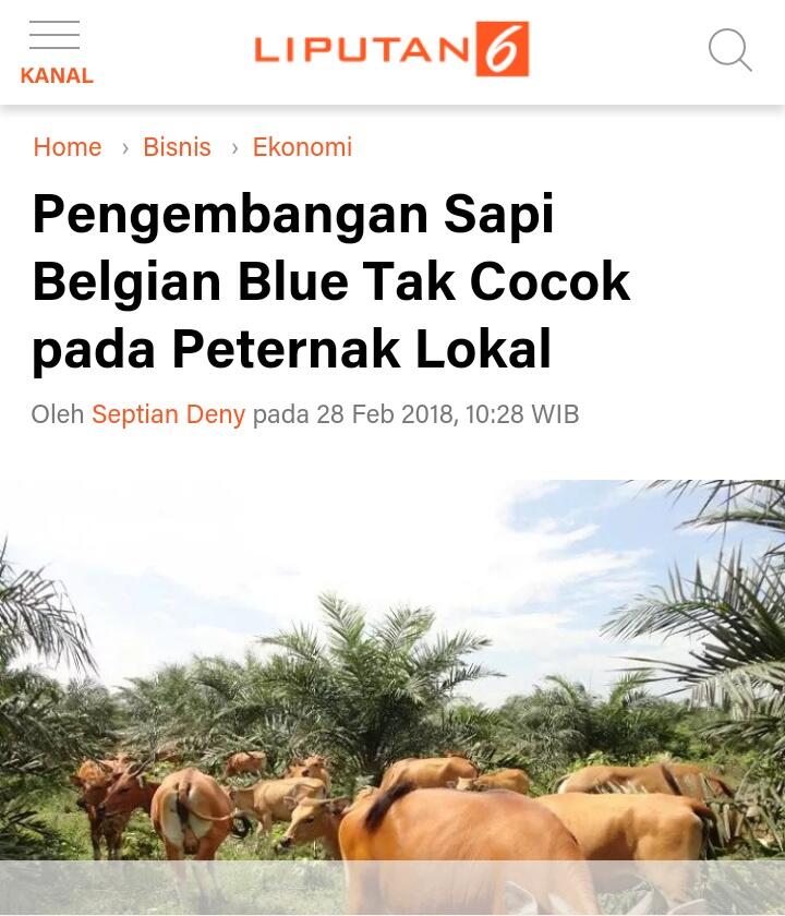 Tak Cocok Bagi Peternak Lokal, Pengembangan Sapi Belgian Blue Dipertanyakan