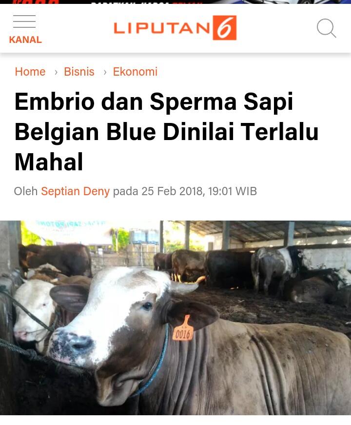 Tak Cocok Bagi Peternak Lokal, Pengembangan Sapi Belgian Blue Dipertanyakan