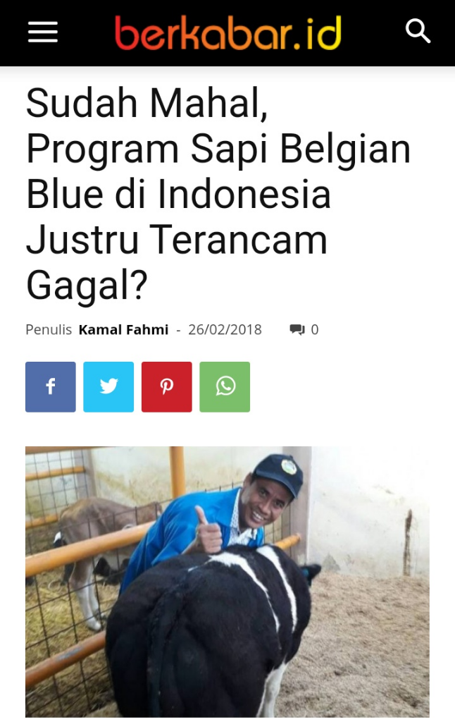 Tak Cocok Bagi Peternak Lokal, Pengembangan Sapi Belgian Blue Dipertanyakan