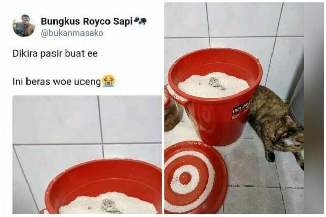 Auto Ngakak! Dikira Pasir, Kucing Ini Buang Air Besar di Atas Beras