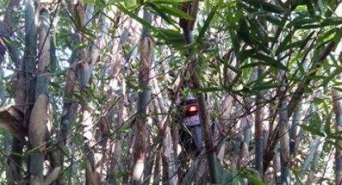 Motor Nyangkut di Pohon Bambu, Warganet: Katanya Bonceng Makhluk Halus