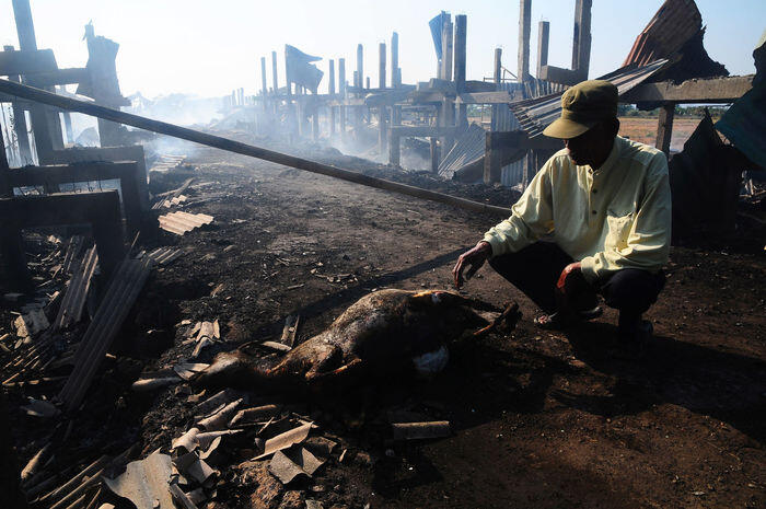 Kandang terbakar, ratusan kambing terpanggang hidup-hidup