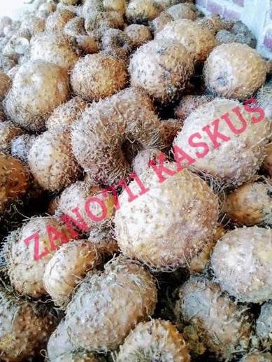Tiap panen, tanaman ini bikin petani auto sultan #banggajadipetaniindonesia