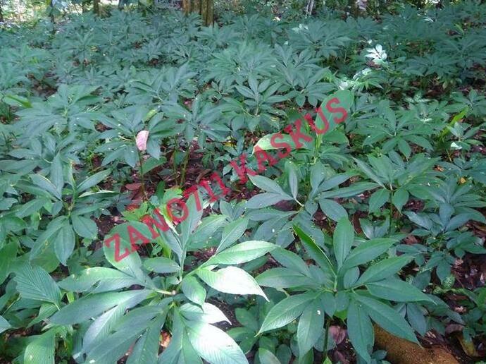 Tiap panen, tanaman ini bikin petani auto sultan #banggajadipetaniindonesia