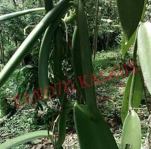 Tiap panen, tanaman ini bikin petani auto sultan #banggajadipetaniindonesia