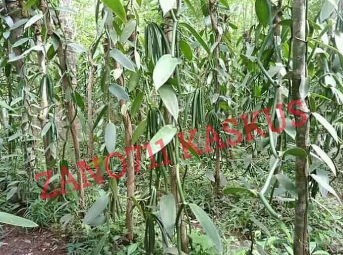 Tiap panen, tanaman ini bikin petani auto sultan #banggajadipetaniindonesia
