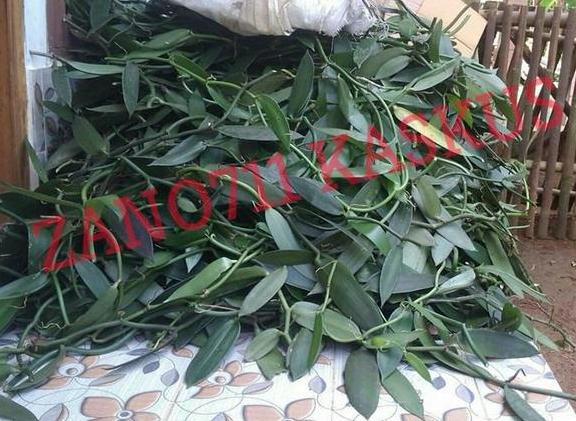 Tiap panen, tanaman ini bikin petani auto sultan #banggajadipetaniindonesia