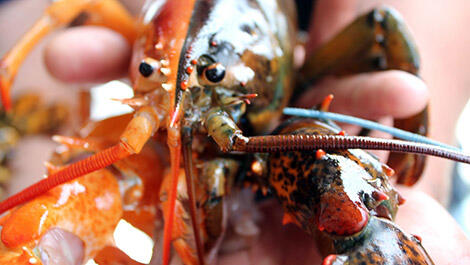Lobster Super Langka 2Face Tertangkap Nelayan, Untung Belum Dimasak!