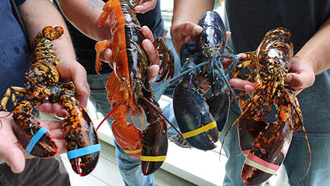 Lobster Super Langka 2Face Tertangkap Nelayan, Untung Belum Dimasak!