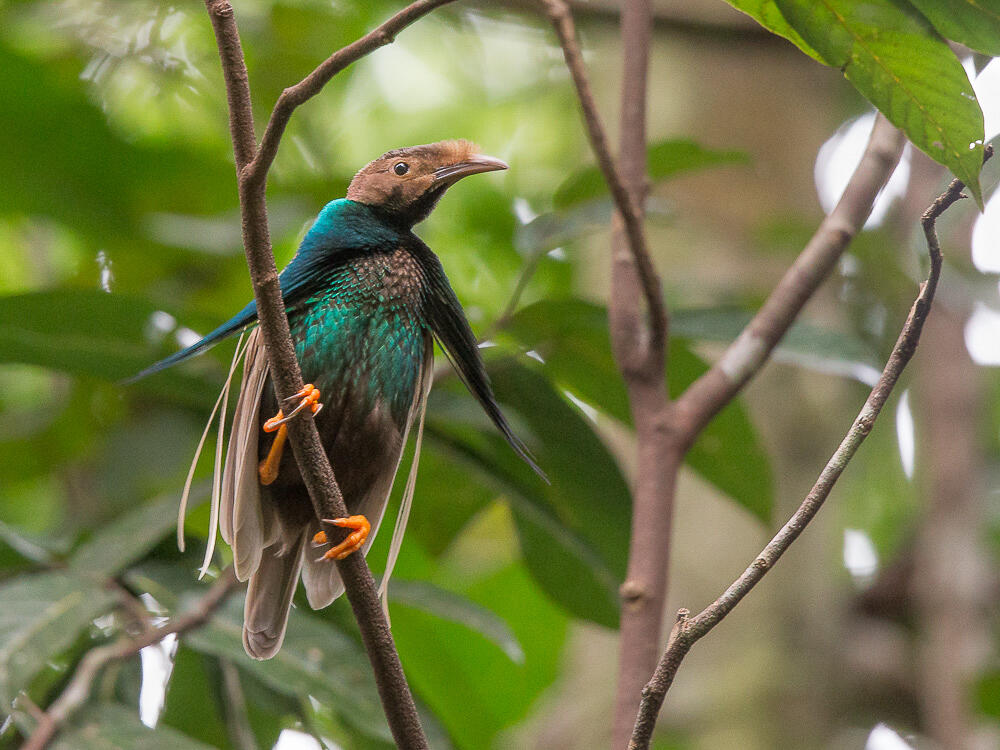 7 Jenis Burung Cendrawasih Endemik Indonesia.