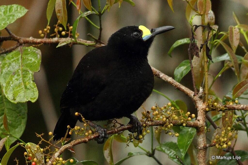 7 Jenis Burung Cendrawasih Endemik Indonesia.