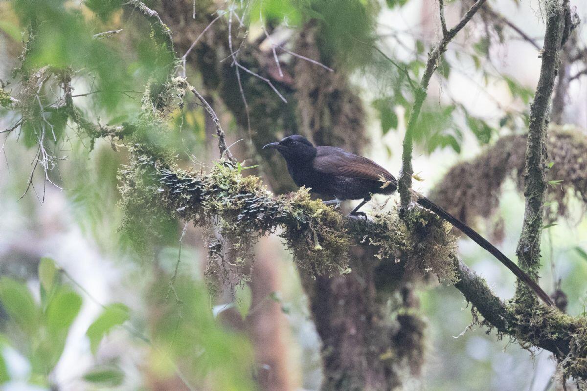 7 Jenis Burung Cendrawasih Endemik Indonesia.