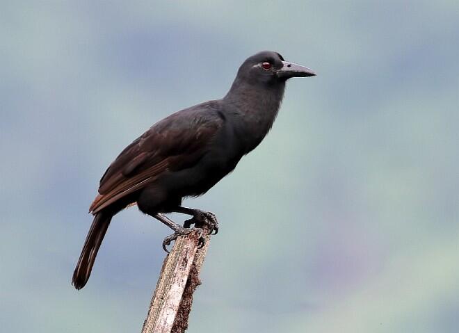 21++ Burung cendrawasih merah berasal dari terbaru