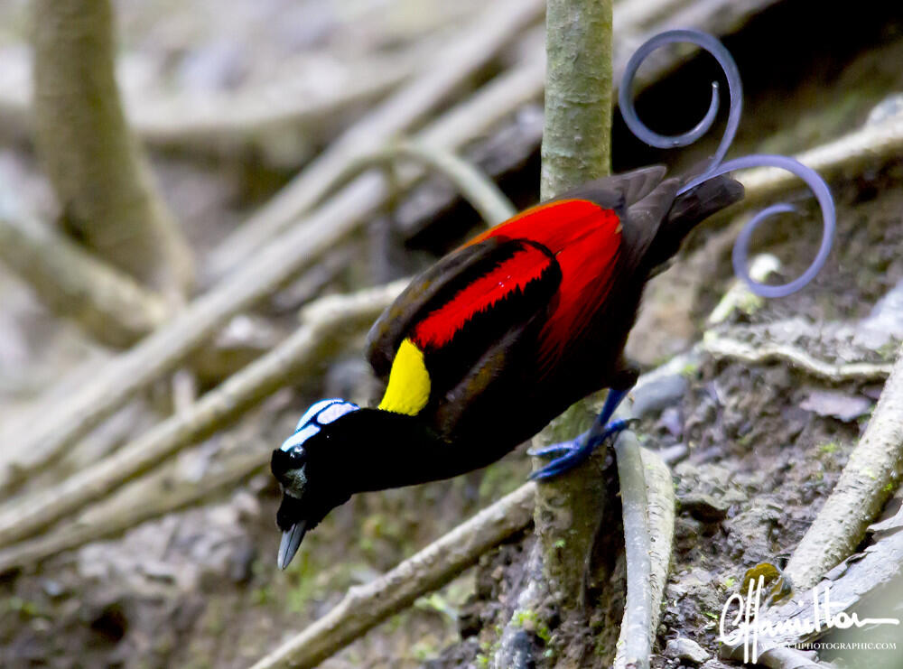 7 Jenis Burung Cendrawasih Endemik Indonesia.