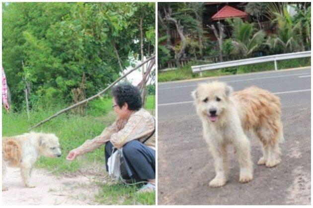 Anjing yang Setia Menunggu Pemiliknya 