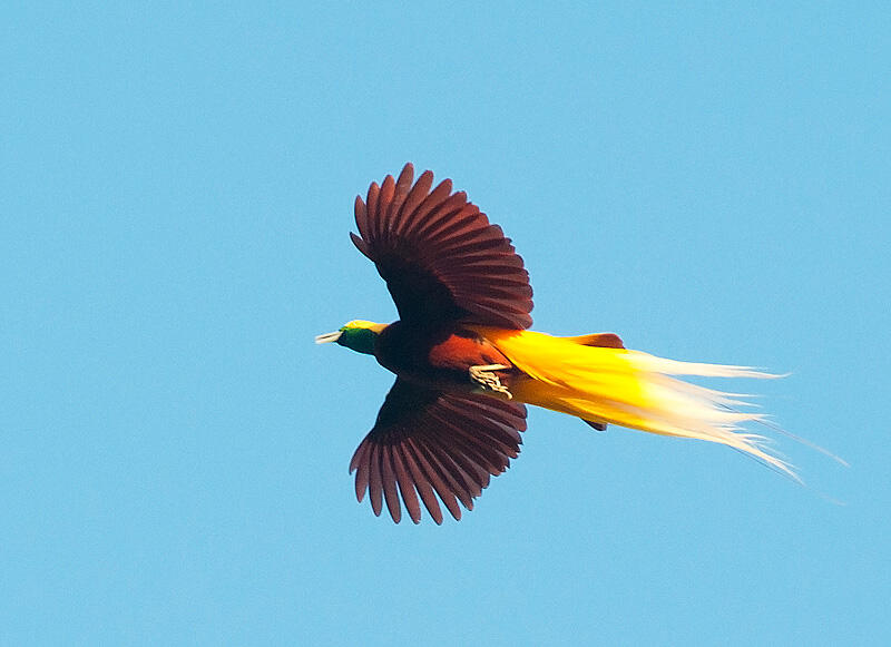 7 Jenis Burung Cendrawasih Endemik Indonesia.