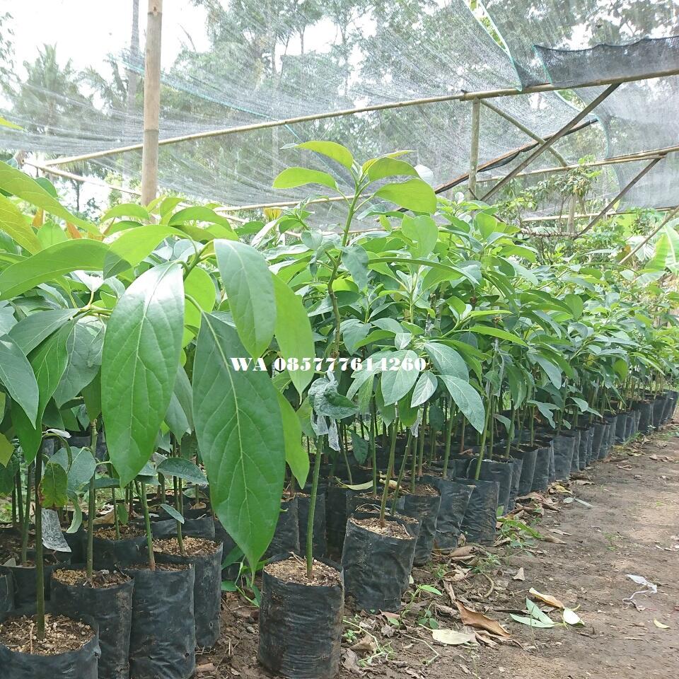 Peluang Budidaya Alpukat Dan Cara penanaman Alpukat