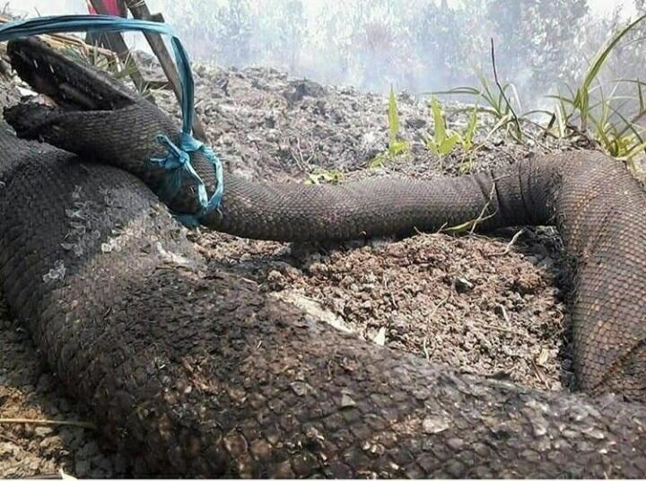 Ngeri! Ular Yang Diduga Mirip Anaconda, Mati, Akibat Kebakaran Hutan