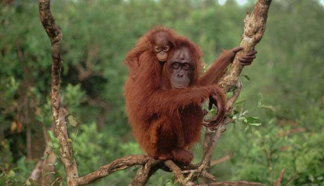 Ibukota akan Pindah ke Kalimantan, Apakah bisa Merusak Alam ?