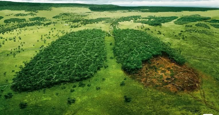 Ibukota akan Pindah ke Kalimantan, Apakah bisa Merusak Alam ?