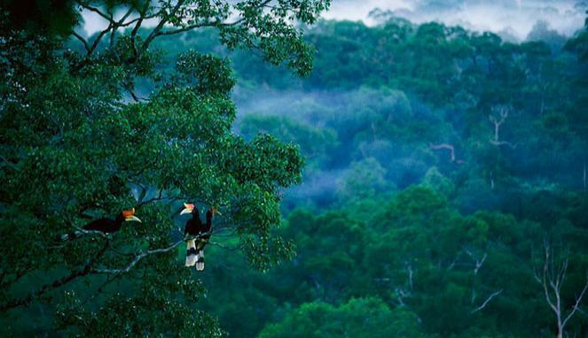 Ibukota akan Pindah ke Kalimantan, Apakah bisa Merusak Alam ?