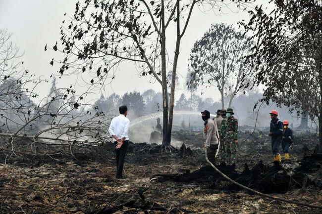 Jokowi Cek Kebakaran Hutan di Riau, Begini Kondisinya