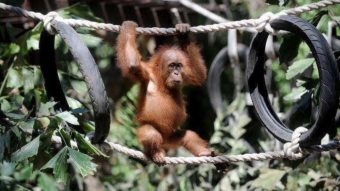 Kabut Asap, Belasan Orangutan di Kalteng Kena ISPA