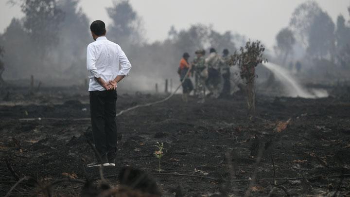Luas Kebakaran Hutan Sangat Besar, Jokowi: Ini Terorganisasi