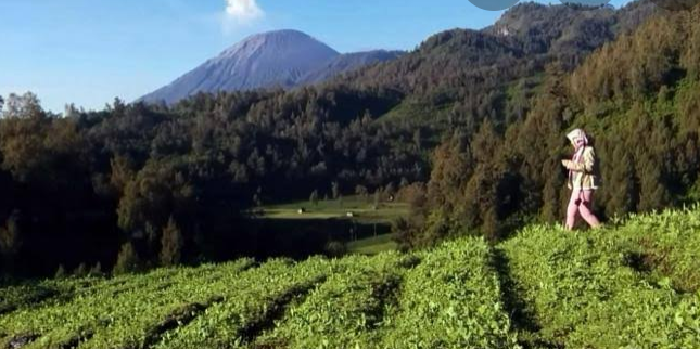 Terjebak Genjutsu di Lereng Semeru