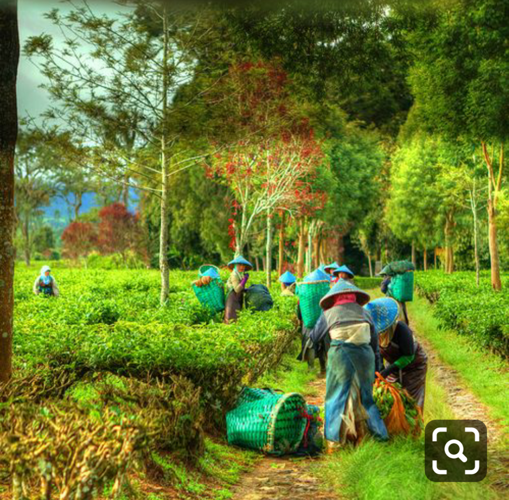 Riau Negeri di Atas Awan. Akankah Terus Seperti Ini? Miris