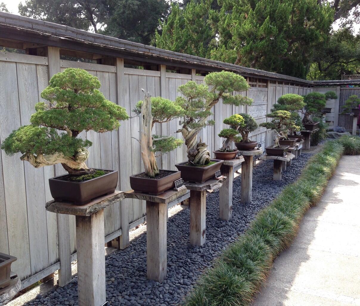 8 Bonsai Cemara Bergaya 'Shari' Yang Bikin Penggemar Bonsai Ngiler