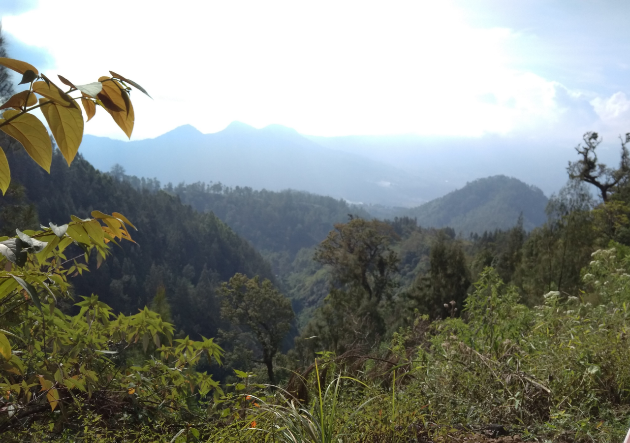 Misteri Dibalik Keindahan Bunga Edelweis Di Gunung Panderman