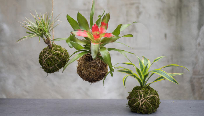 Pengalaman Pertama Bikin Kokedama, Seru dan Mudah!