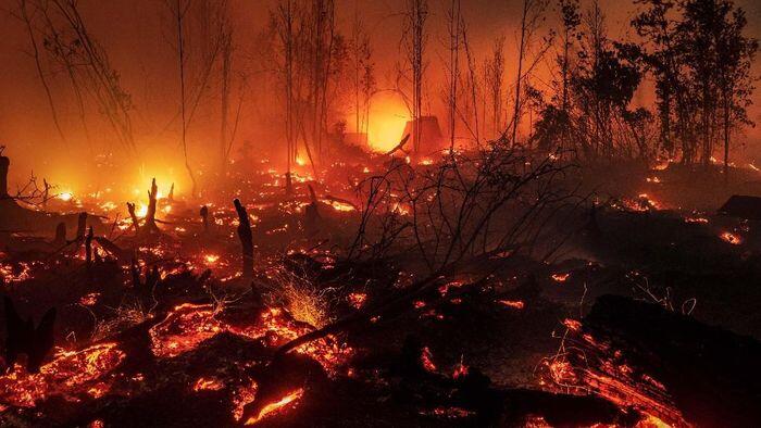 Pengusaha: UU yang Bolehkan Bakar Hutan Harus Direvisi