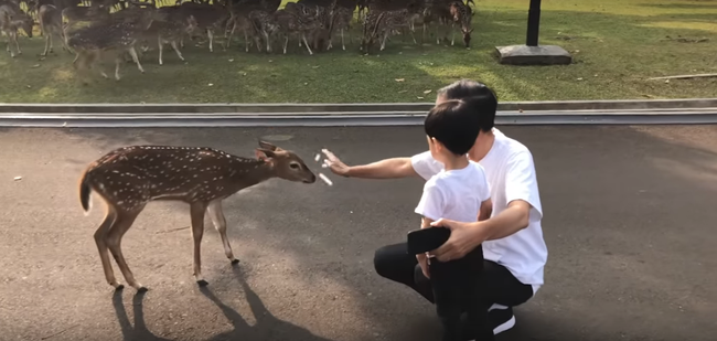 Jokowi Ngevlog Beri Makan Rusa di Istana Bogor Bareng Jan Ethes