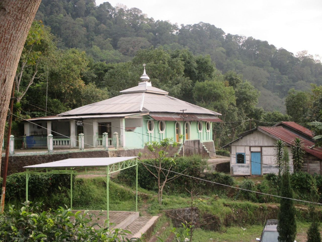 Akar Rimang Saat Mendaki Di Gunung Ungaran, Semarang