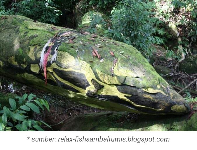 Makhluk Mitologi Yang Unik