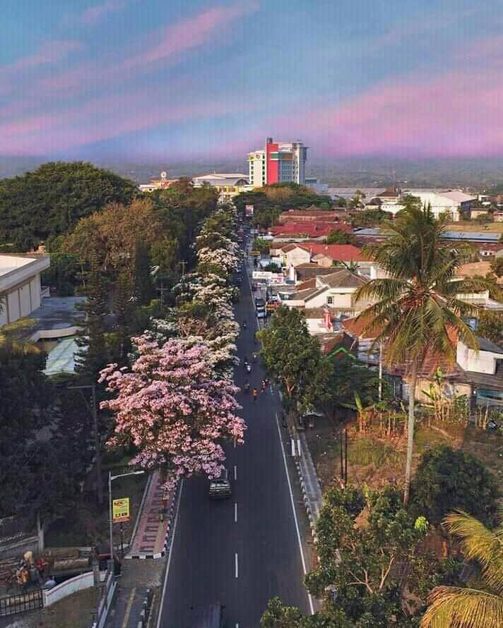 Tabebuya, Bunga Sakuranya Orang Magelang