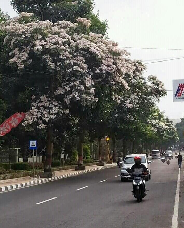 Tabebuya, Bunga Sakuranya Orang Magelang